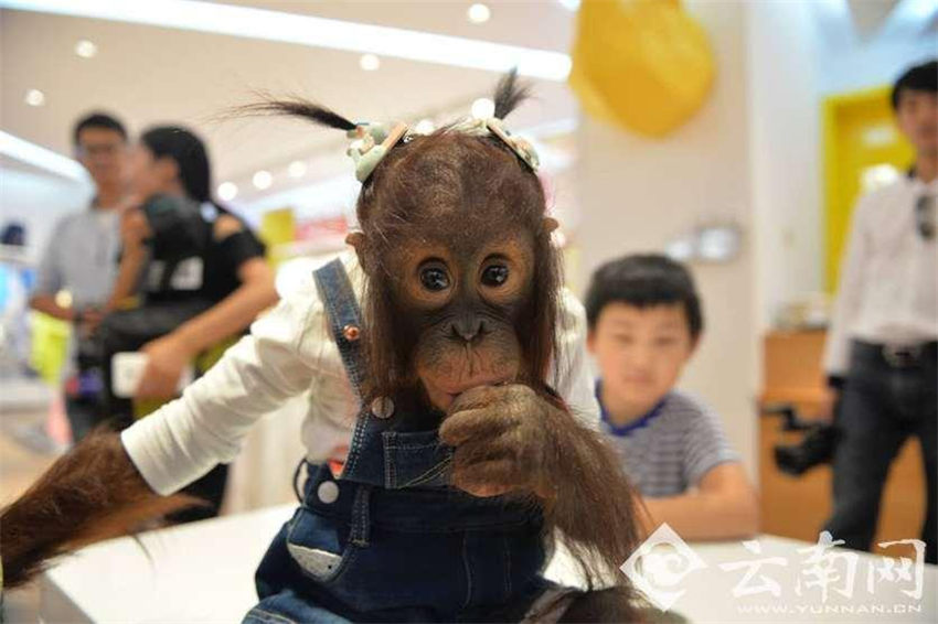 オランウータンがショッピング　イベントに備えおしゃれに変身