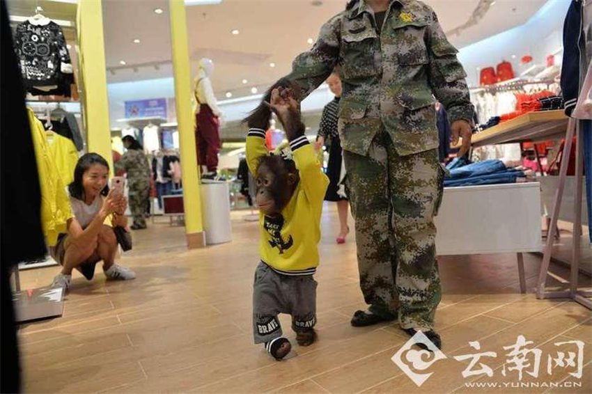 オランウータンがショッピング　イベントに備えおしゃれに変身