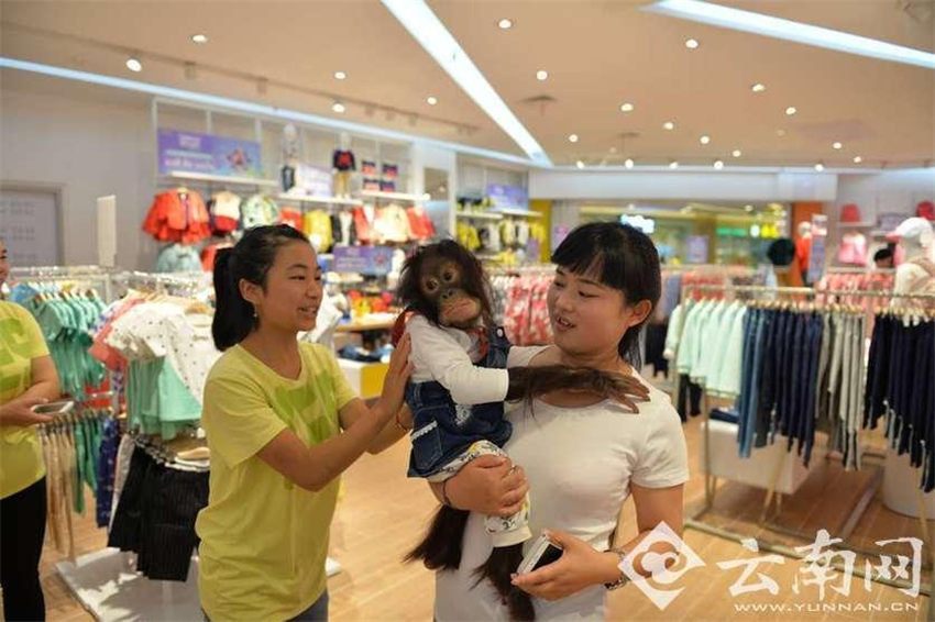 オランウータンがショッピング　イベントに備えおしゃれに変身