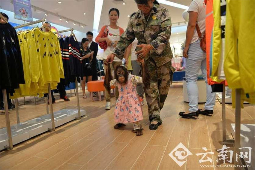 オランウータンがショッピング　イベントに備えおしゃれに変身