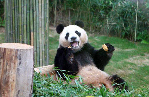 韓國で中國から贈られたパンダが大人気　128日で來場者數(shù)が100萬人突破