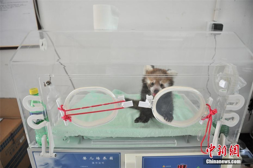 雲(yún)南野生動(dòng)物園でレッサーパンダの人工繁殖に初成功