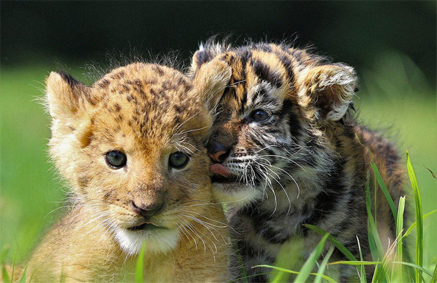 赤ちゃんライオンが赤ちゃんトラと兄弟のように戯れる寫真が話題に　日本