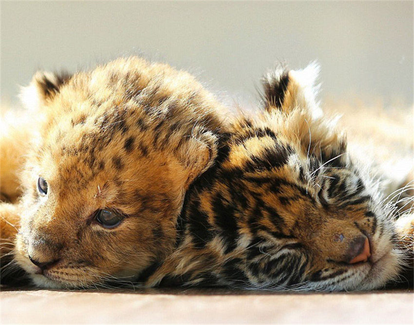 赤ちゃんライオンが赤ちゃんトラと兄弟のように戯れる寫真が話題に　日本