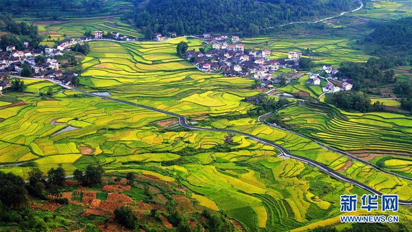 秋の到來を告げる一幅の絵のような黃金色の棚田　湖南省