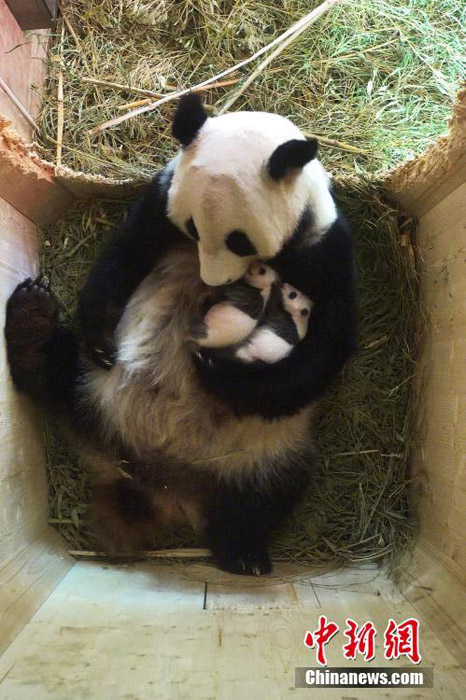 オーストリアに渡ったパンダが生んだ雙子の赤ちゃん満1ヶ月