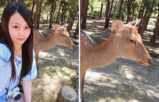 臺(tái)灣観光客とツーショットした奈良の鹿の表情に注目！