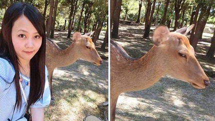 奈良の鹿の表情に注目！