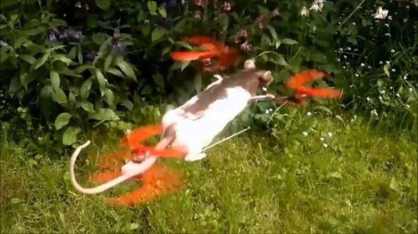 究極のチカラ発揮？動(dòng)物標(biāo)本で作ったドローン