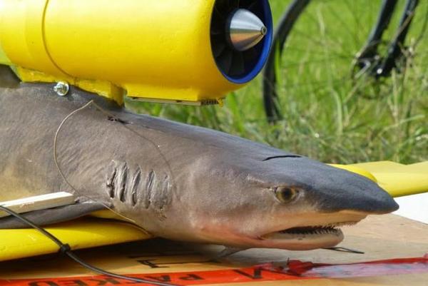 究極のチカラ発揮？動(dòng)物標(biāo)本で作ったドローン