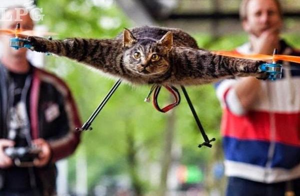 究極のチカラ発揮？動(dòng)物標(biāo)本で作ったドローン