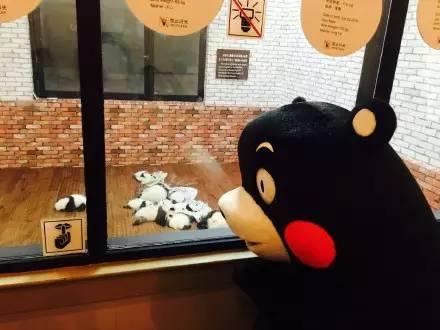 くまモンが成都にやって來た！　イベントに先立ち四川の特色を堪能