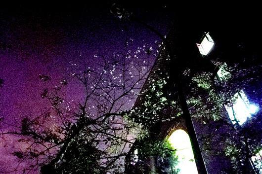 武漢大學で10月に桜開花　専門家は気溫上昇による不時現(xiàn)象と分析