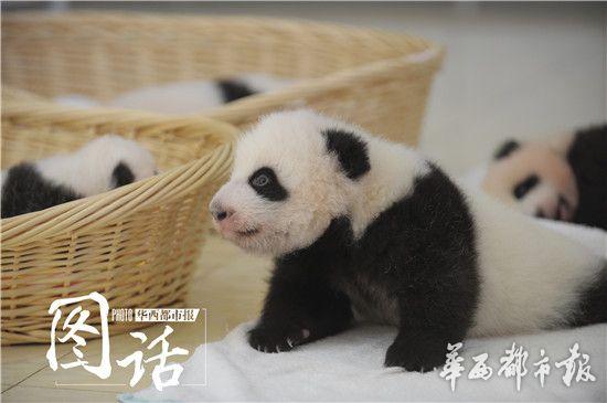 王道の「たれぱんだ」??？赤ちゃんパンダ4頭がお披露目