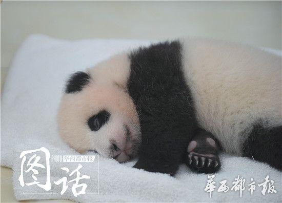 王道の「たれぱんだ」??？赤ちゃんパンダ4頭がお披露目