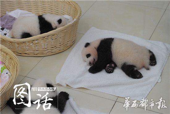 王道の「たれぱんだ」??？赤ちゃんパンダ4頭がお披露目