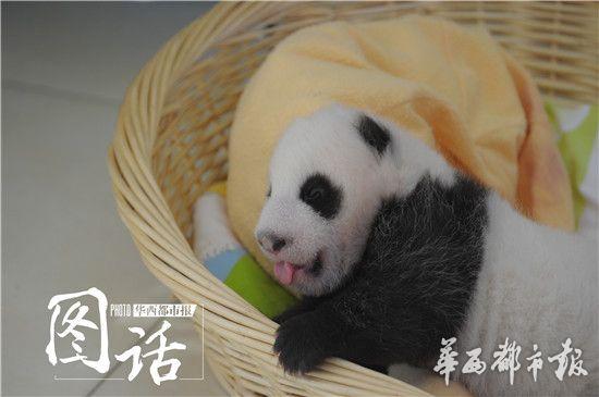 王道の「たれぱんだ」??？赤ちゃんパンダ4頭がお披露目