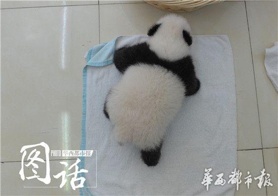 王道の「たれぱんだ」?。砍啶沥悚螗靴螗?頭がお披露目