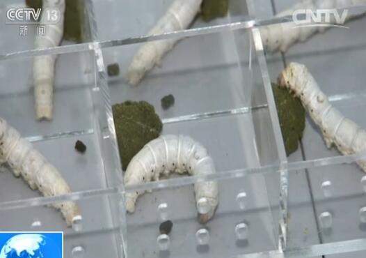 6匹の「蠶さん」、「天宮2號」宇宙実験室で糸を吐き始める