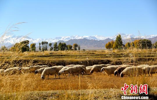 秋色に染まる玉門市　生態(tài)系整備プロジェクトすすむ　甘粛省