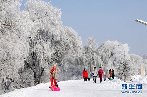 まるで童話の世界！輝く美しい霧氷　黒竜江省