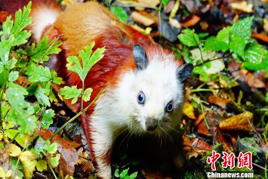 陝西省、天坑群地質(zhì)遺跡が発見