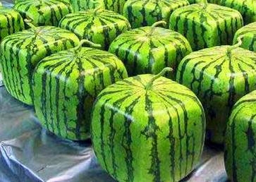 日本の仰天フード、アナタはこれを食べれるか??？