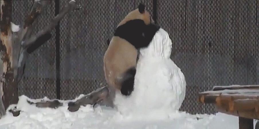 雪だるまとたわむれるジャイアントパンダ