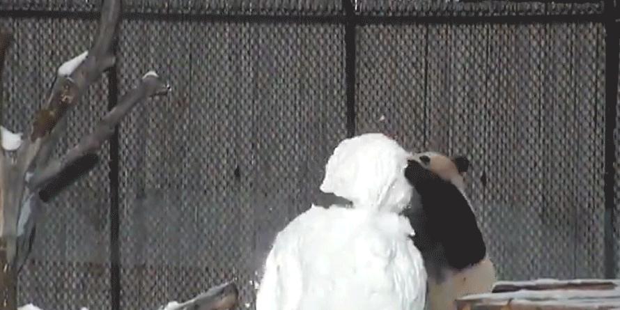 雪だるまとたわむれるジャイアントパンダ