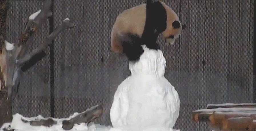 雪だるまとたわむれるジャイアントパンダ