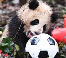 赤ちゃんパンダ8頭が登場　新年を祝う飾りに興味津々　四川省