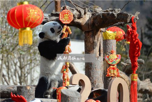 可愛さ最高！寢そべって酉年を迎える赤ちゃんパンダたち