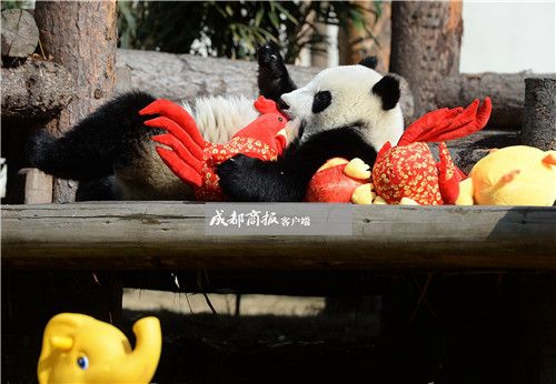 可愛さ最高！寢そべって酉年を迎える赤ちゃんパンダたち