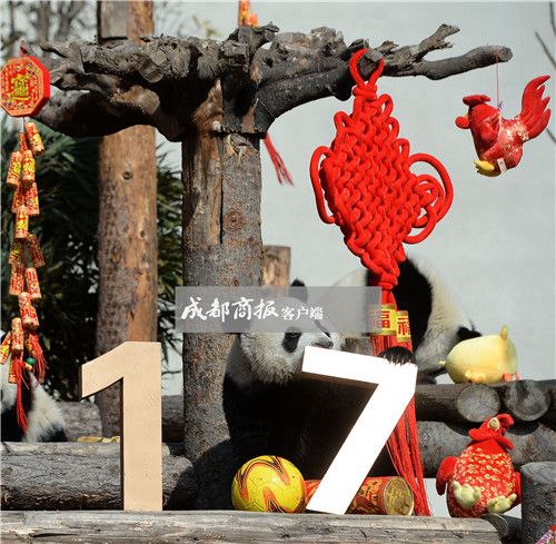 可愛さ最高！寢そべって酉年を迎える赤ちゃんパンダたち