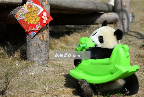 可愛さ最高！寢そべって酉年を迎える赤ちゃんパンダたち