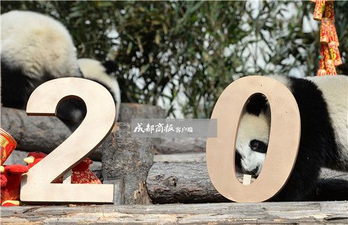 可愛さ最高！寢そべって酉年を迎える赤ちゃんパンダたち