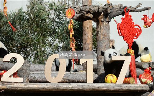 可愛さ最高！寢そべって酉年を迎える赤ちゃんパンダたち