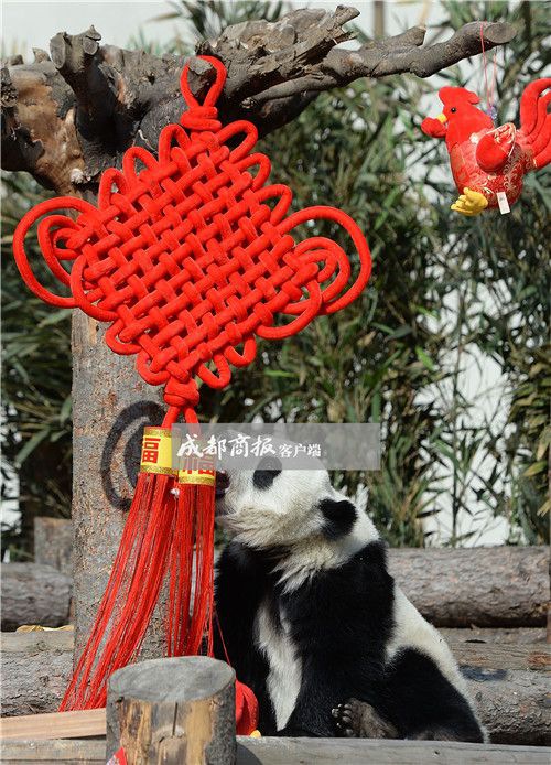 可愛さ最高！寢そべって酉年を迎える赤ちゃんパンダたち