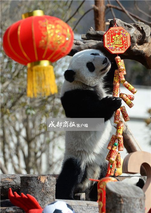 可愛さ最高！寢そべって酉年を迎える赤ちゃんパンダたち