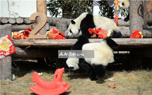 可愛さ最高！寢そべって酉年を迎える赤ちゃんパンダたち