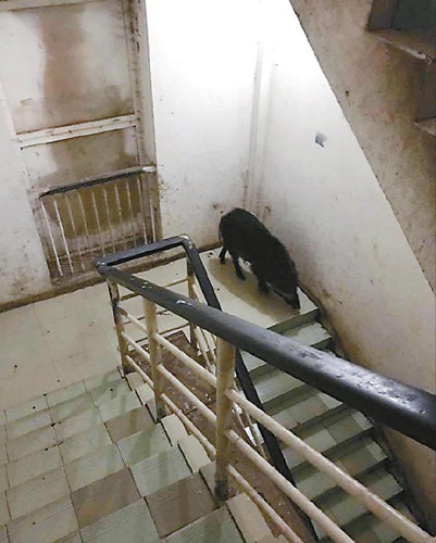 イノシシが夜の大學(xué)キャンパスを縦橫無盡に疾走、警察に射殺される