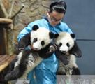 パンダの世話は重労働！