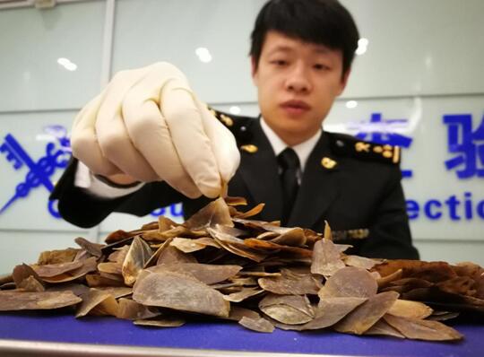 「野生動物保護法」の細分化と改善、違反者は最高有期懲役10年以上