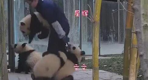飼育係にしがみついて離さない可愛い赤ちゃんパンダの動畫が話題に