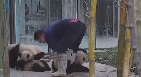 飼育係にしがみついて離さない可愛い赤ちゃんパンダの動(dòng)畫が話題に