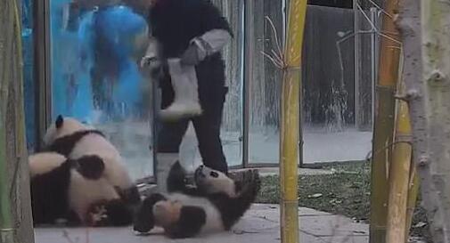 飼育係にしがみついて離さない可愛い赤ちゃんパンダの動畫が話題に