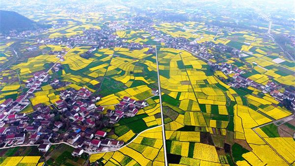 中國(guó)最も美しい菜の花の海?漢中観光文化祭が洋県で開催