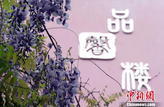 キャンパスに咲き誇る藤の花　カメラや絵筆で美しい風(fēng)景切り取る　江西省