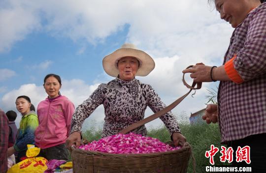 食用バラが満開に、収穫に精を出す農(nóng)家の女性たち　　四川省