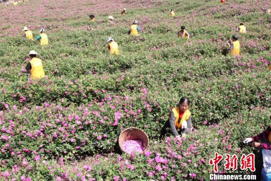 食用バラが満開に、収穫に精を出す農(nóng)家の女性たち　　四川省